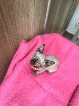 Kanadský Sphynx s průkazem původu
