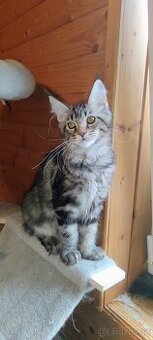 Mainská mývalí  - kočičky s PP