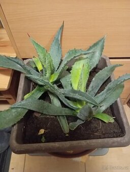 ALOE VERA