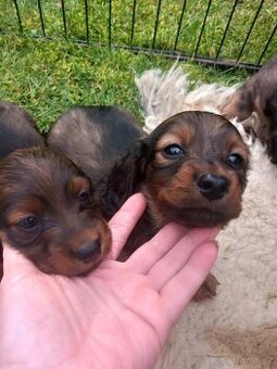 Jezevčík dlouhosrstý bez pp