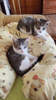 Koťata zdarma velim