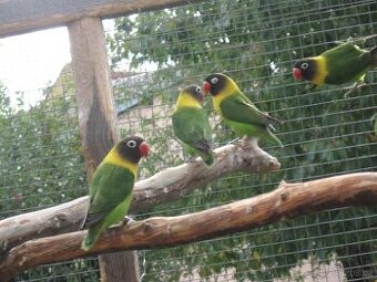 Koupím agapornise škraboškové