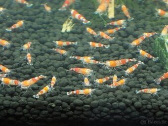 Krevetky Caridina Red Crystal