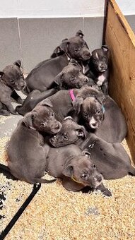 Americký stafordširský teriér