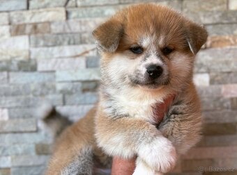 Japonská Akita Inu s PP