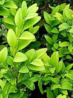 Buxusy, Buxus, Zimostráz, keře - 1