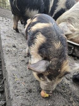 Kune kune