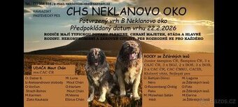 Kavkazský pastevecký pes