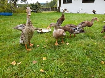 Prodej paru indickych bezcu