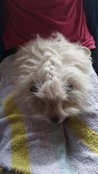 morče, morčátko - 1