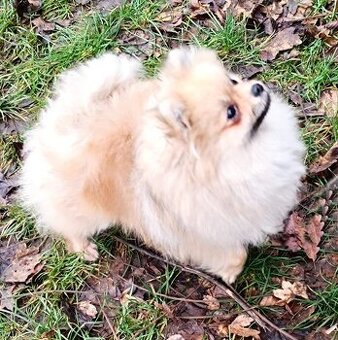 Pomeranian s PP