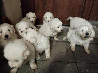 Slovenský čuvač štěňata