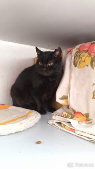 Hledáme domovy pro kočičky.