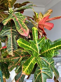 Prodám Kroton strom 1,8m