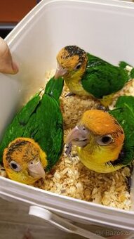 Amazonek bělobřichy