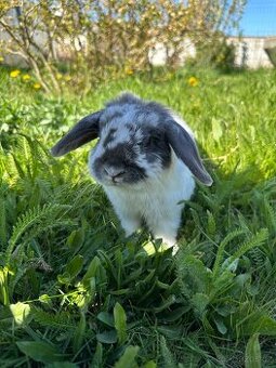 Minilop - zakrslý beránek