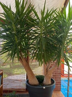 Juka pokojová - řízky k zakořenění