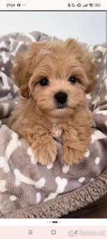 Sháním Maltipoo