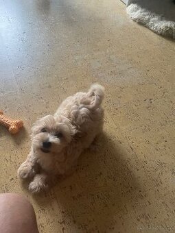 Maltipoo 3 měsíce starý, fenka