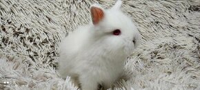 Zakrslý králík,králíček-(TEDDY)-JASMÍNA