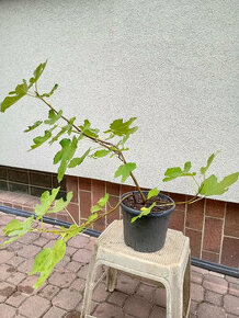 Fíkovník smokvoň (Ficus carica) 2