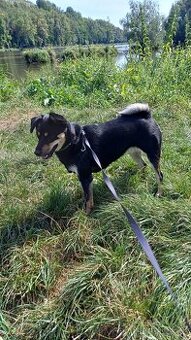 SHIBA