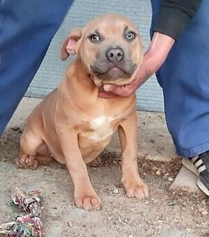 American Bully XL