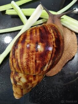 Mláďata afr. šneků ARCH. MARG. OVUM NIGERIA - 1