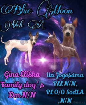 Americký bezsrstý teriér
