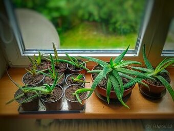 Prodám sazenice Aloe Vera