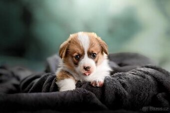 Welsh corgi pembroke - pejsek s PP