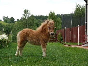 Letošní klisnička shetland pony - hříbě