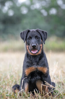 Beauceron - francouzský ovčák s PP