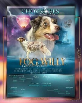 Nabízím psa ke krytí- border kolie