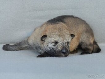 Československý vlčák