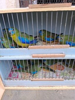 Neofema tyrkysová- prodám