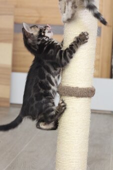 Bengálská kočka s PP - charcoal