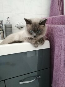 Britský color point blue krytí-Praha západ