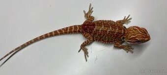 Agama vousatá- Hypo het Trans