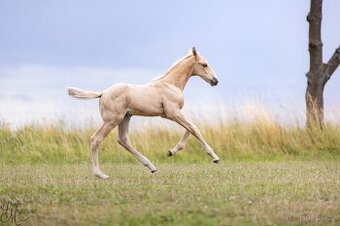 Stáj Zámek Ellischau - luxusní hřebeček CS r.2025