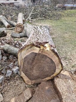 Koupím kmen Ořechu, Jilmu