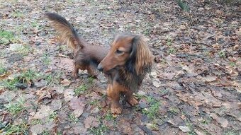 Jezevčík dlouhosrstý trpasličí