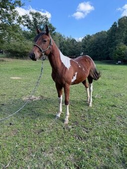 1,5 letá klisna po Fantastic DJ Valentine