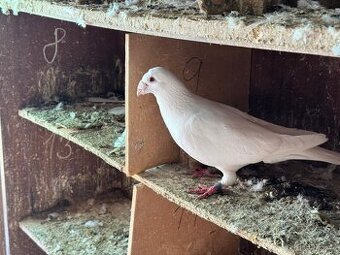 Bílé poštovní holuby