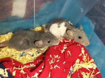 Potkani kluci a holky 19.12 možný dovoz Brno,Opava..