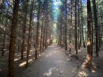 Lesní pozemek a pozemek ostatní plocha Horní Lánov