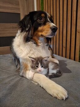 Mainská mývalí kočička