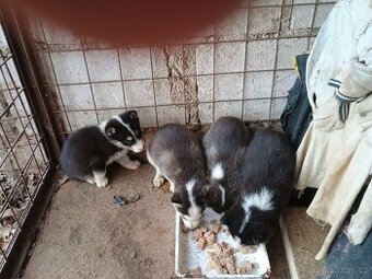 Sibiřský husky - 1