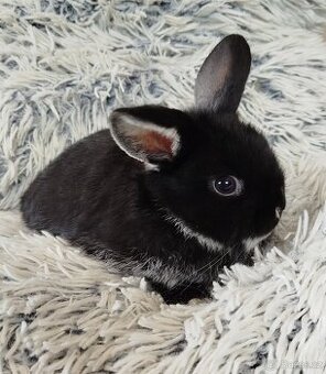 Minilop - anglický zakrslý beránek s VP