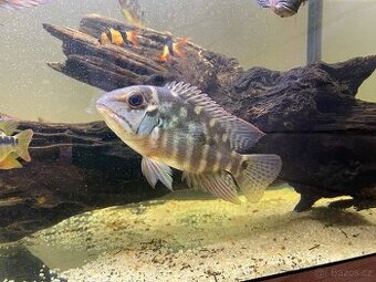 Psittacus, ocellatus, gibbiceps - 1